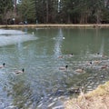 Ducks and geese swimming in pond Royalty Free Stock Photo