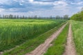 Spring landscape with an earth road beside wheat agricultural field Royalty Free Stock Photo