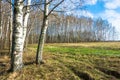 Spring landscape on the edge of a birch grove. Royalty Free Stock Photo