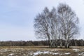 Spring landscape, a few young birches in the field and the forest in the distance Royalty Free Stock Photo