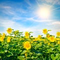 Field of beautiful golden sunflowers and sun on blue sky Royalty Free Stock Photo