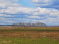 Spring landscape in the field with birches and clouds.