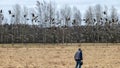 Spring landscape with field and geese on it, farmer drives geese away from his field, bird migration in autumn and spring