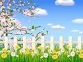 Spring landscape field green grass, blooming tree, daisy, dandelion flowers, white fence, clouds Royalty Free Stock Photo