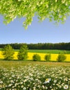 Spring landscape with field of marguerites