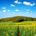 Spring landscape with field of rapeseed in sunny day. Royalty Free Stock Photo
