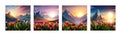 Spring landscape field tulips against backdrop mountains. Huge field colorful tulips, sky with clouds and sunset with Royalty Free Stock Photo