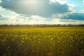 Spring landscape with fields of oilseed rape in bloom under blue sky with cumulus clouds. Royalty Free Stock Photo