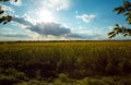 Spring landscape with fields of oilseed rape in bloom under blue sky with cumulus clouds. Royalty Free Stock Photo