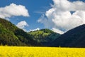 Spring landscape with fields of oilseed rape Royalty Free Stock Photo