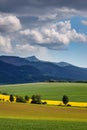 Spring landscape with fields of oilseed rape Royalty Free Stock Photo