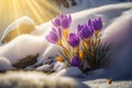 Spring landscape with first flowers purple crocuses created with Generative AI technology Royalty Free Stock Photo