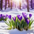 Spring landscape with first flowers purple crocuses on the snow in nature in the rays of Generated