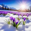 Spring landscape with first flowers purple crocuses on the snow in nature in the rays of Generated Royalty Free Stock Photo