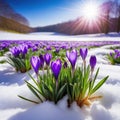 Spring landscape with first flowers purple crocuses on the snow in nature in the rays of Generated Royalty Free Stock Photo