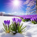 Spring landscape with first flowers purple crocuses on the snow in nature in the rays of Generated Royalty Free Stock Photo