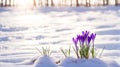 Spring landscape with first flowers purple crocuses on the snow in nature
