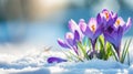 Spring landscape with first flowers purple crocuses Royalty Free Stock Photo