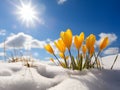 spring landscape with first yellow crocuses flowers on snow Royalty Free Stock Photo