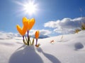 spring landscape with first yellow crocuses flowers on snow Royalty Free Stock Photo