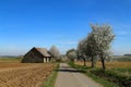 Spring landscape with flowering apple trees by the road Royalty Free Stock Photo