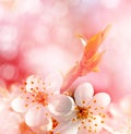 Spring landscape. Flowering branch of cherry Royalty Free Stock Photo