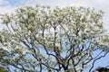 Flowering Dogwood flowers Royalty Free Stock Photo