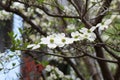 Flowering Dogwood flowers Royalty Free Stock Photo