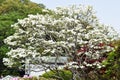 Flowering Dogwood flowers Royalty Free Stock Photo