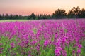 Spring landscape with flowering flowers on meadow and sunrise Royalty Free Stock Photo