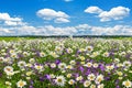 Spring landscape with flowering flowers on meadow