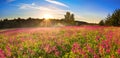 Spring landscape with flowering meadow,forest and sunrise Royalty Free Stock Photo