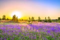 Spring landscape with flowering purple flowers on meadow