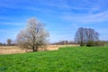 Spring landscape with a flowering tree Royalty Free Stock Photo