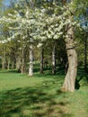 Spring landscape flowering trees