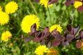 Spring landscape with flowers. A flower of a dandelion. Sprig of