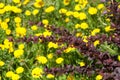 Spring landscape with flowers. A flower of a dandelion. Sprig of