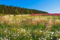 Spring landscape with flowers on a meadow and sunset