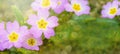 Spring landscape flowers Mother`s Day background banner panorama greeting card - blooming pink cushion primrose  Primula Royalty Free Stock Photo