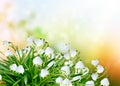 Spring landscape. flowers snowdrops Royalty Free Stock Photo