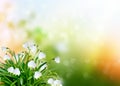 Spring landscape. flowers snowdrops Royalty Free Stock Photo