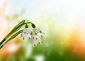 Spring landscape. flowers snowdrops Royalty Free Stock Photo