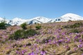 Spring landscape of flowers violet crocuses  Crocus heuffelianus  on glade in mountains, the ridge mountain range of Chernogor Royalty Free Stock Photo