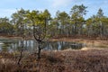 Forest middle swamp with red moss and crooked pines Royalty Free Stock Photo