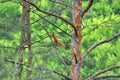 Spring landscape with fresh greenery