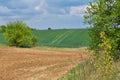 Spring landscape with fresh greenery