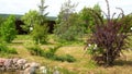 Spring landscape. Garden plants in the garden in countryside.