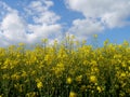 Spring landscape germany fields summer sun Royalty Free Stock Photo