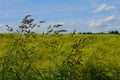 Spring landscape germany garden field flowers summ Royalty Free Stock Photo