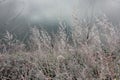 Spring landscape with gray dry grass and river with clouds reflection Royalty Free Stock Photo